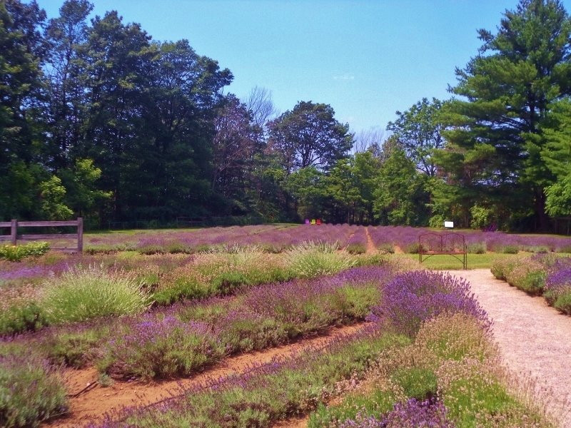 Steed & Company Lavender-Aylmer必去景点