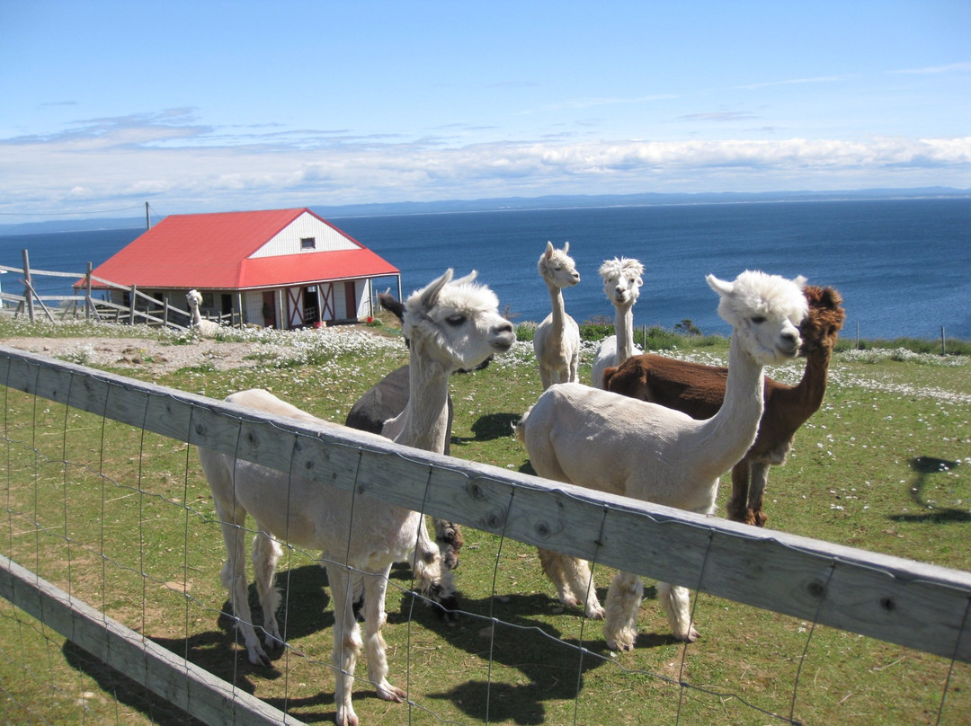 Alpacas of Newfoundland景点图片