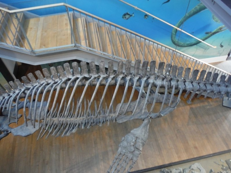 Courtenay & District Museum & Paleontology Centre景点图片