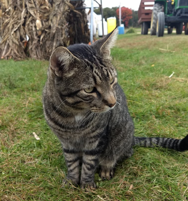 Country Bumpkin Farm Market-威斯康星峡谷必去景点