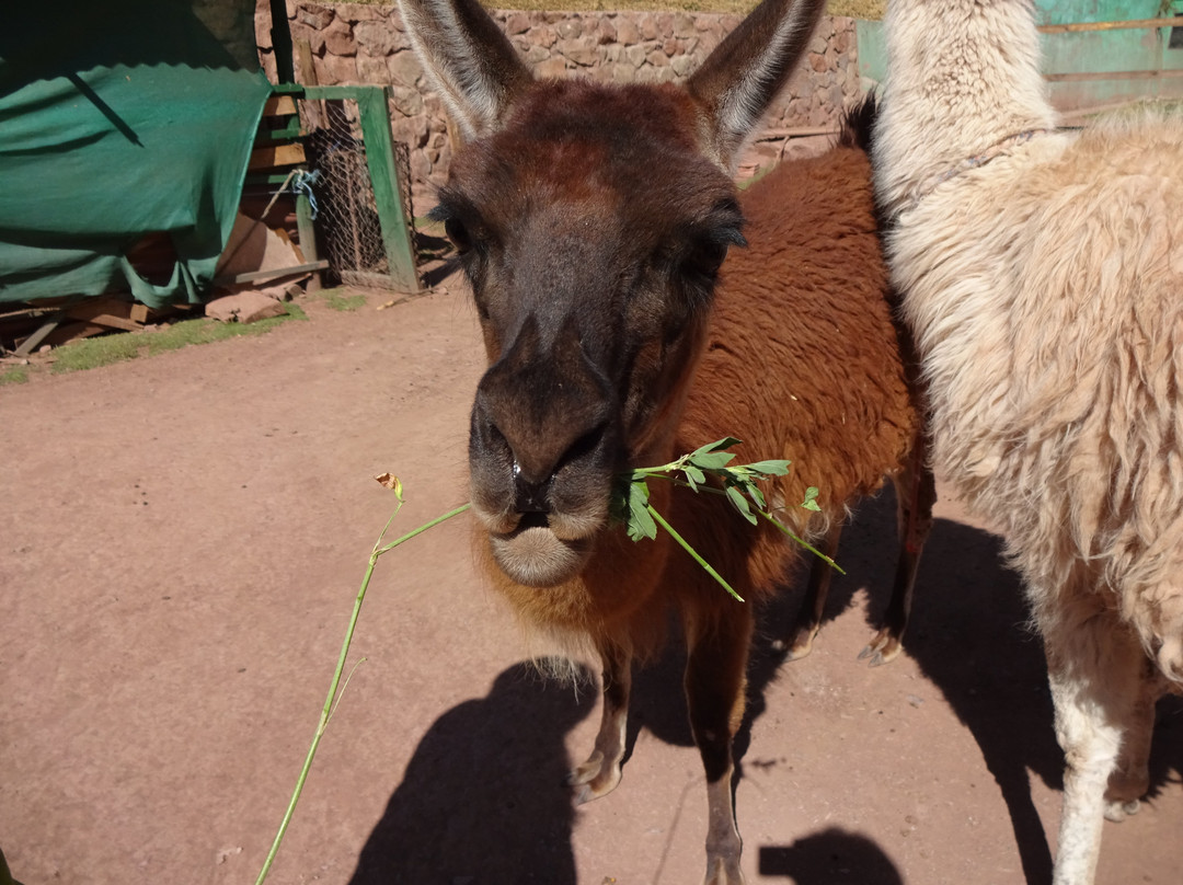 Cochahuasi Animal Sanctuary景点图片