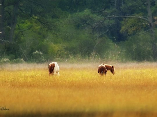 Proud Mary Charters-钦科蒂格岛必去景点