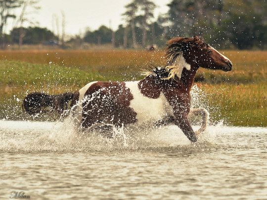 Proud Mary Charters-钦科蒂格岛必去景点