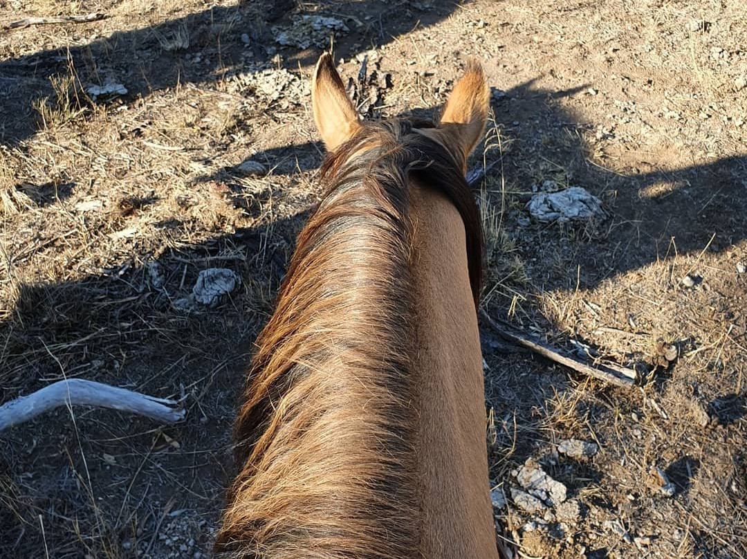 Cowboy Up Trail Riding-Emu Creek必去景点