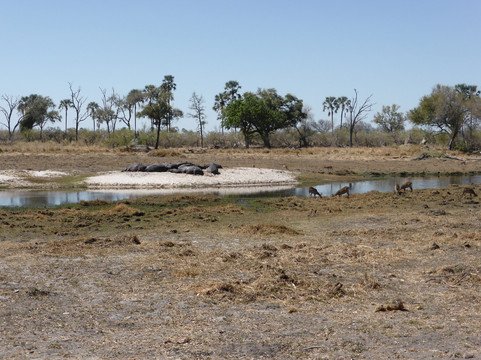 Oddballs' Camp主图