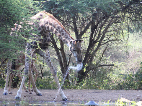 Big 5 Safaris-霍德斯普鲁特必去景点