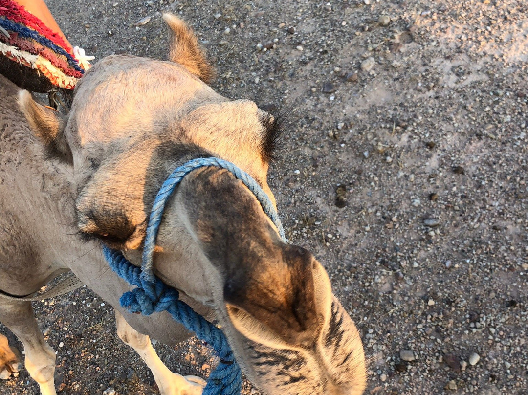 GSN Camp Agafay主图