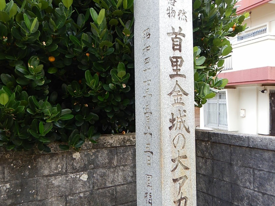 Shurikinjocho Oakagi Tree-那霸市必去景点