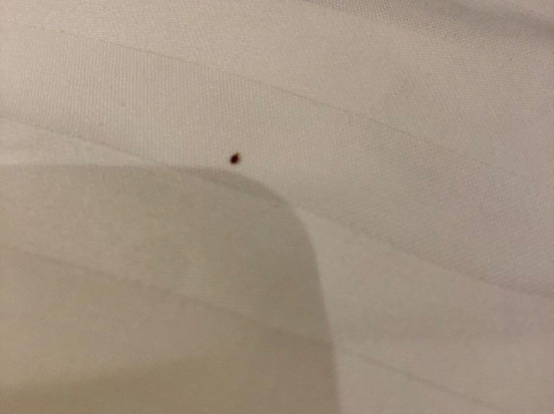 彼欧阔沃酒店主图