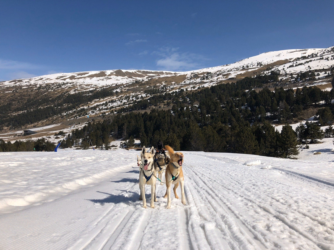 Promenades en Chiens De Traineaux景点图片