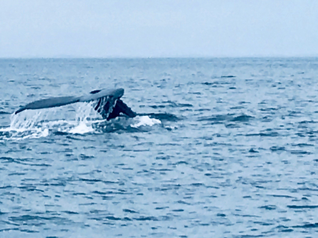 Granite State Whale Watch景点图片