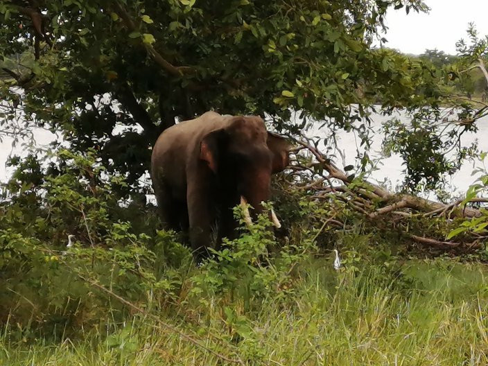Ceylon Wild Trails Safari景点图片