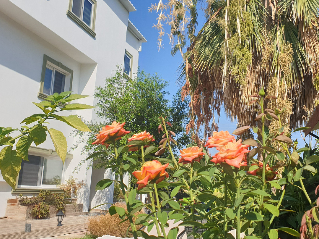 Sun Rays Girne Hotel主图