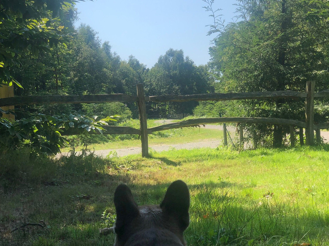 Bedgebury National Pinetum And Forest景点图片