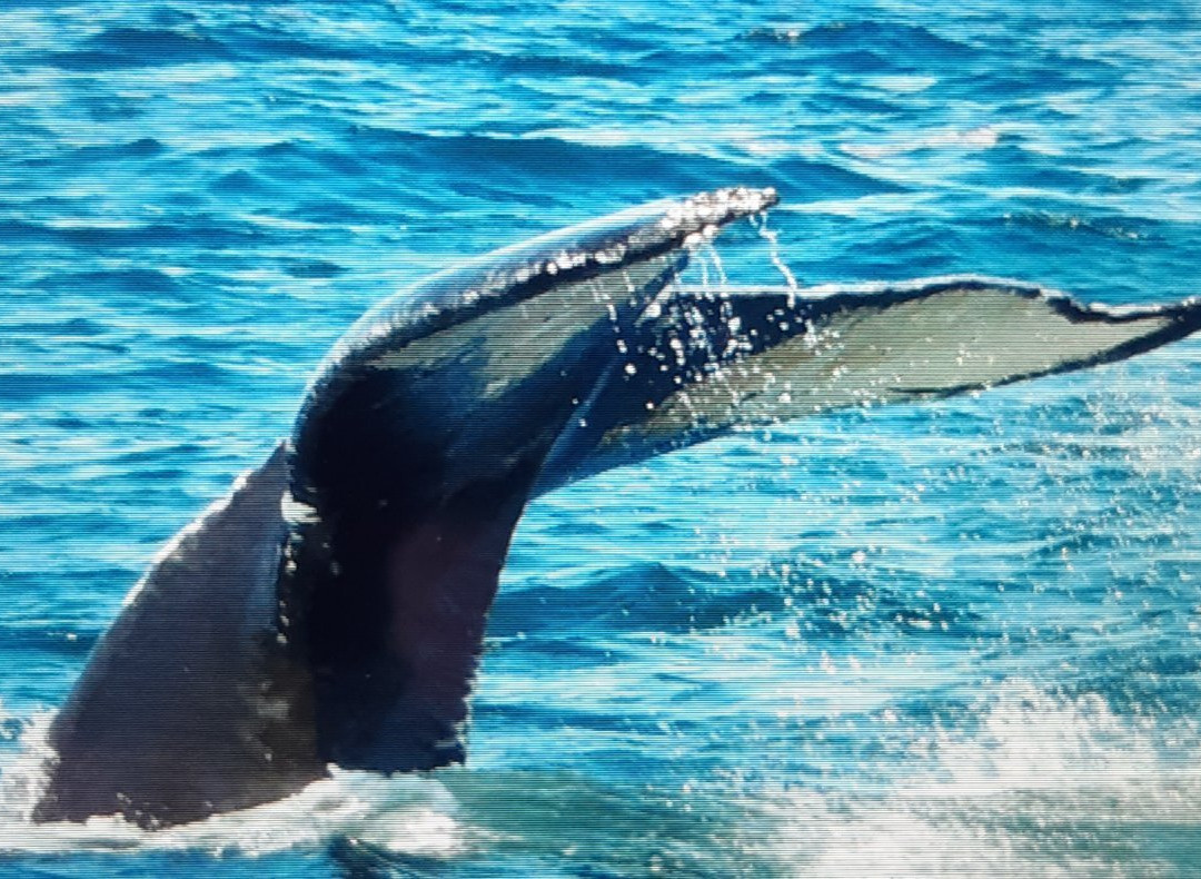 Petit Pasage Whale Watch景点图片