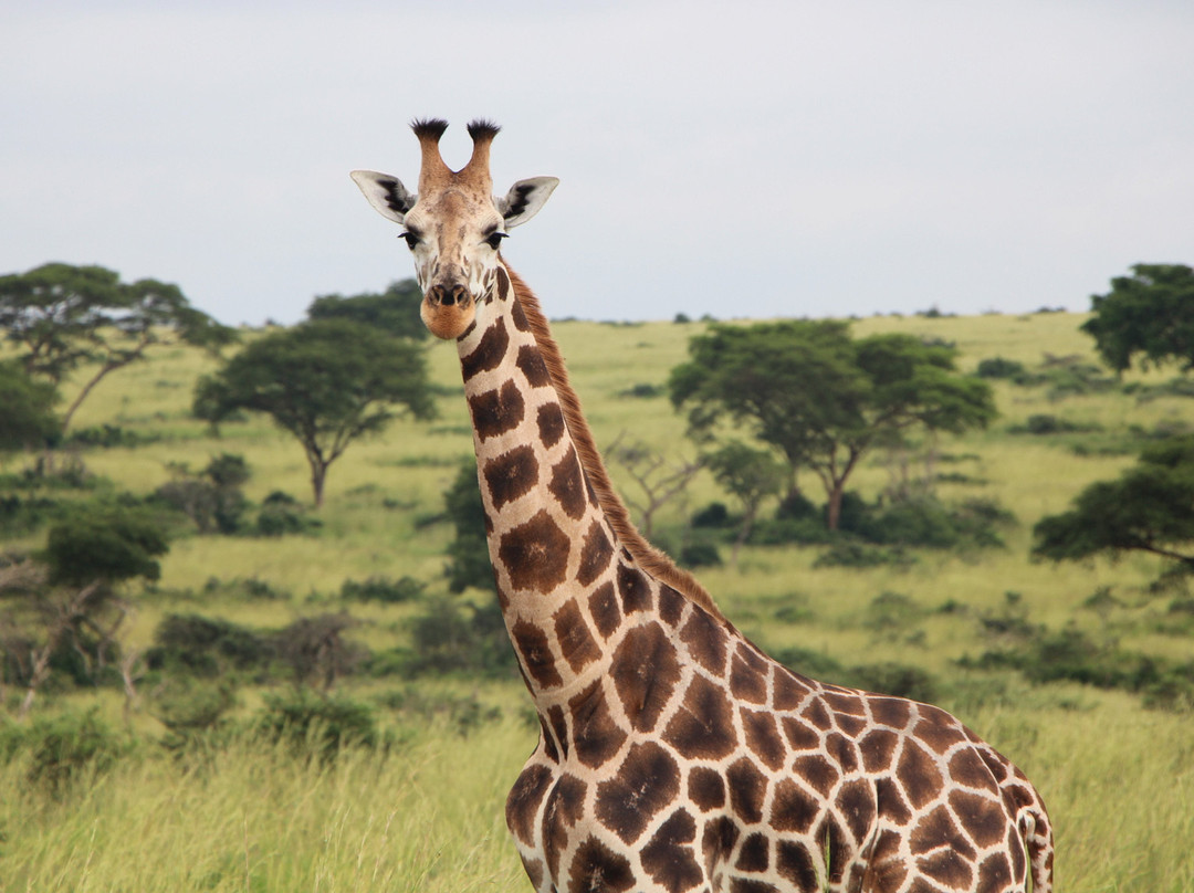 Forest Tours and Safaris-Fort Portal必去景点