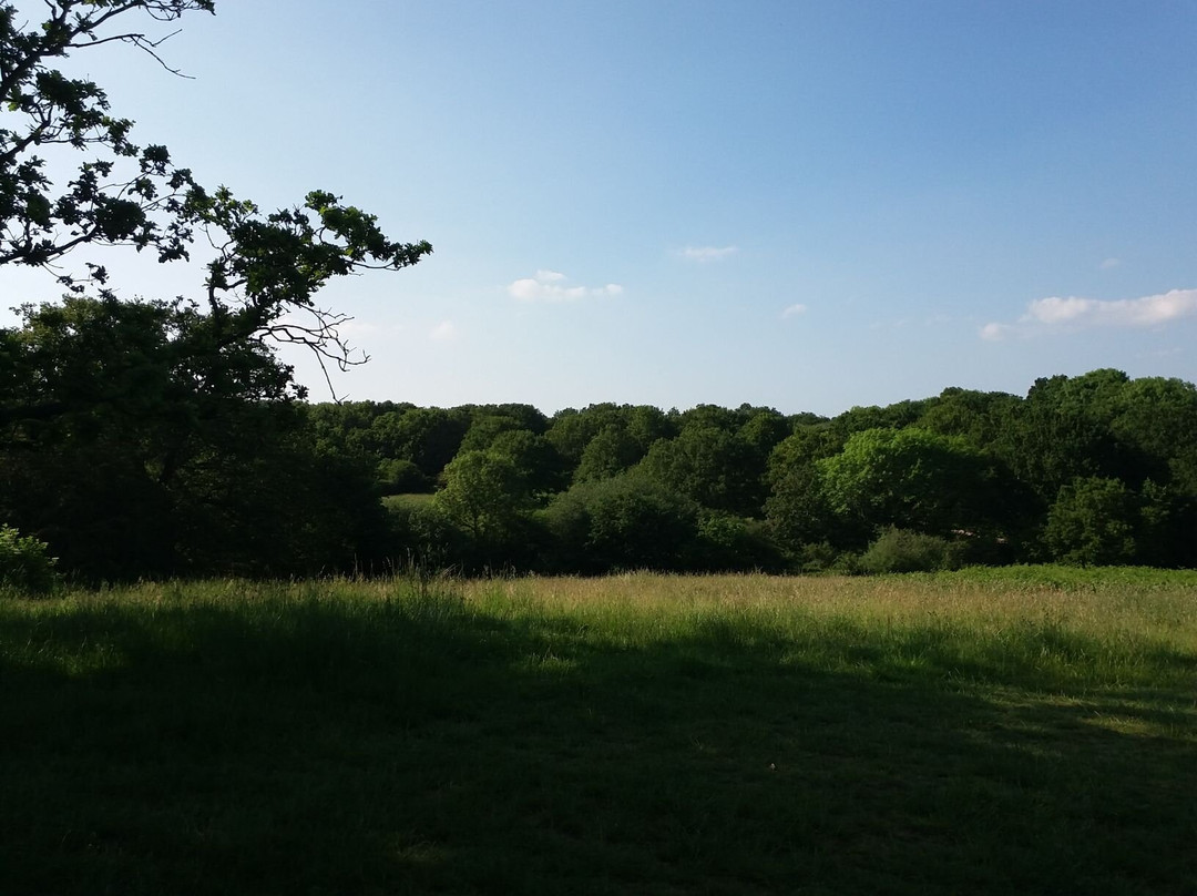 Mill Meadows Nature Reserve景点图片