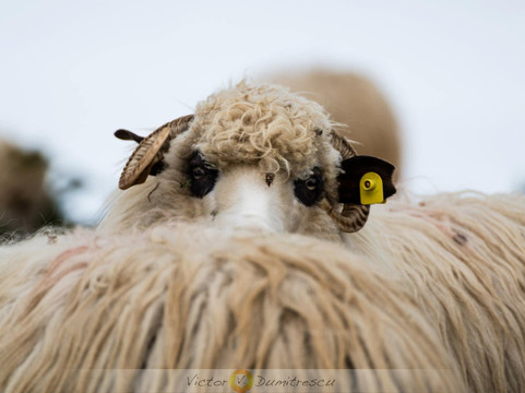 Inside Romania-Magura必去景点