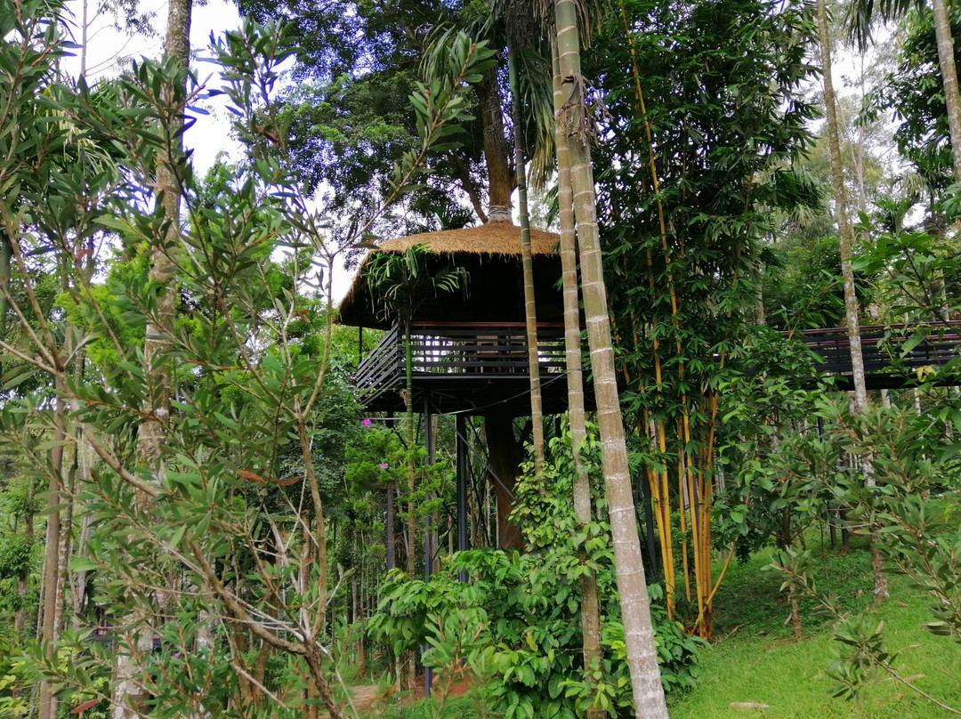 The Woods Resorts Wayanad主图