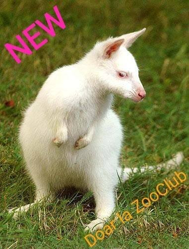 Bardar旅游攻略图片