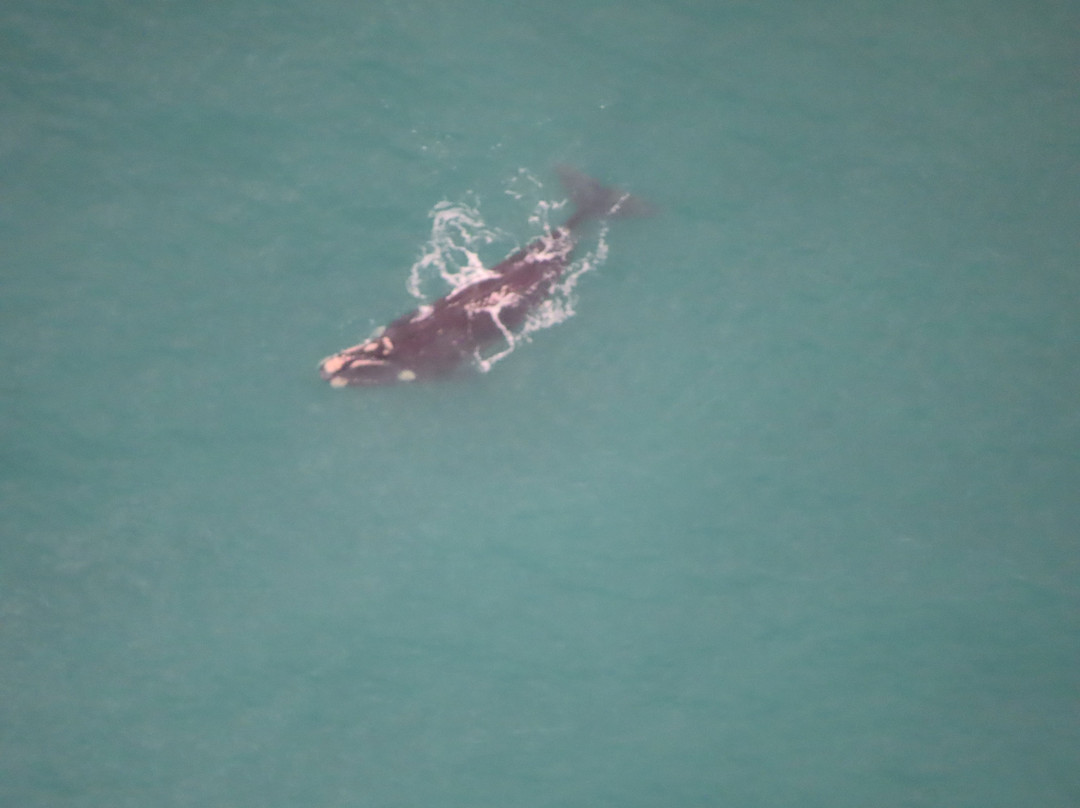 Fleurieu Gyroplanes-Goolwa必去景点