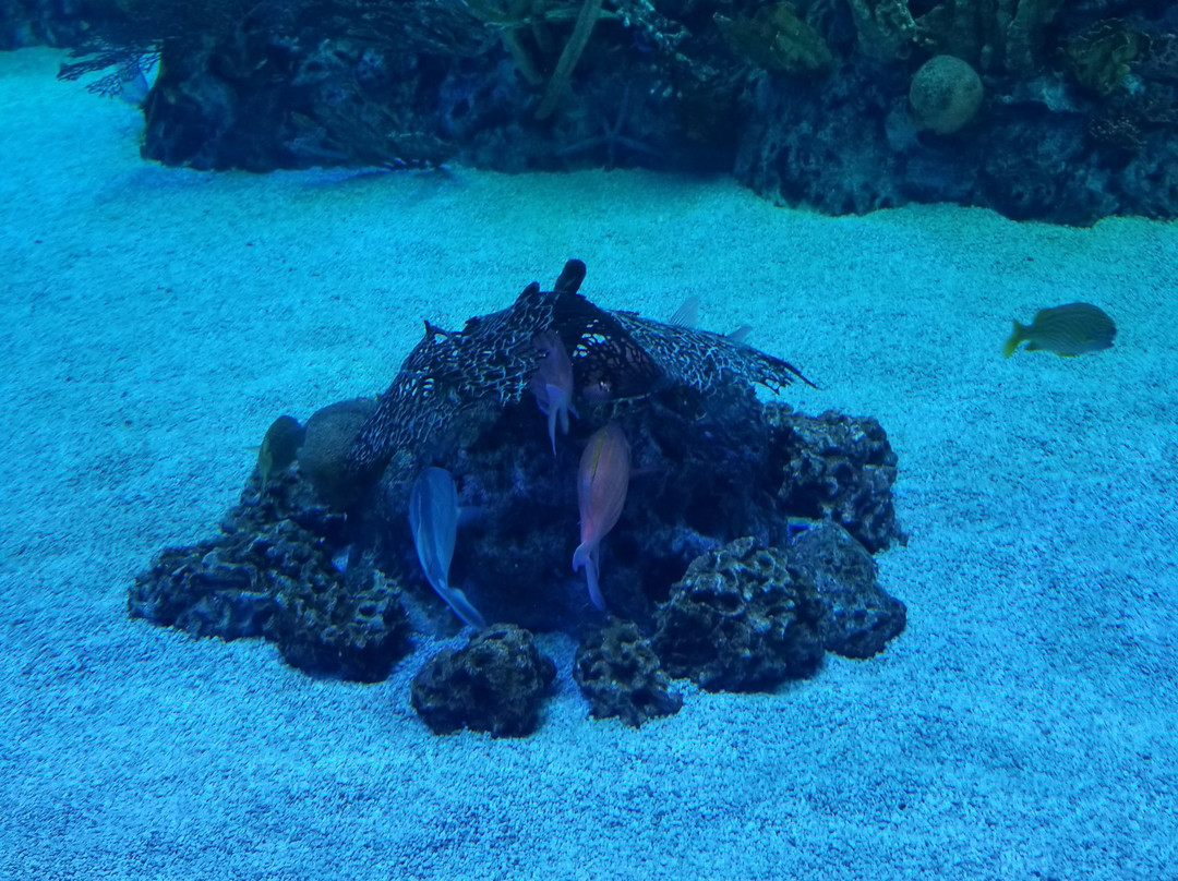 Texas State Aquarium-科珀斯克里斯蒂市必去景点