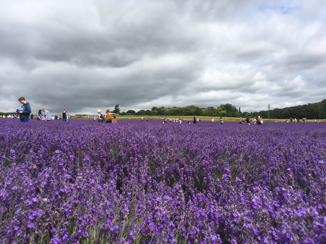 Lordington Lavender景点图片