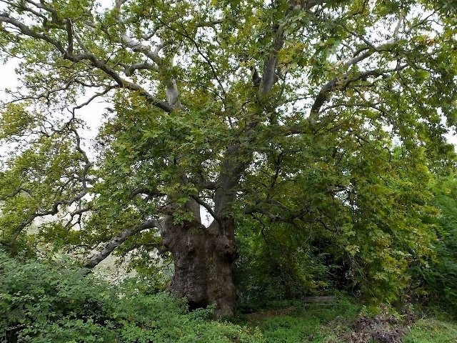 Albero del Piccioni景点图片
