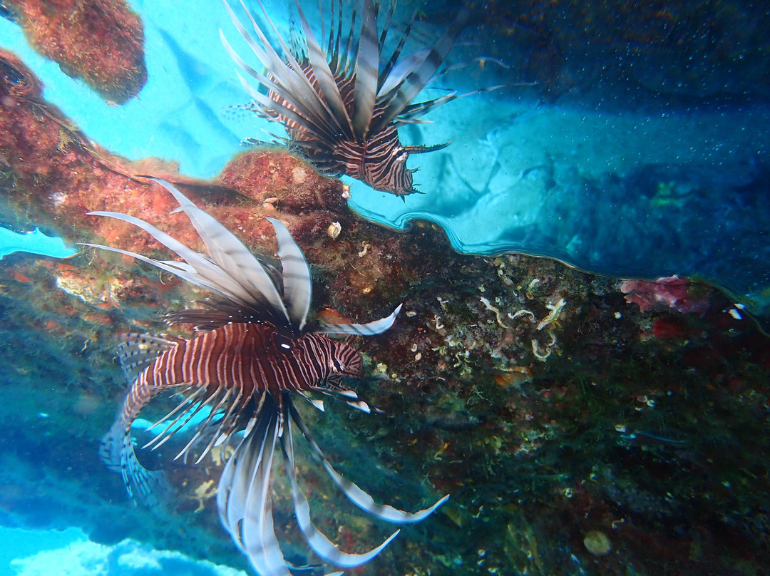 Hippocampus Dive Centre-巴厘必去景点