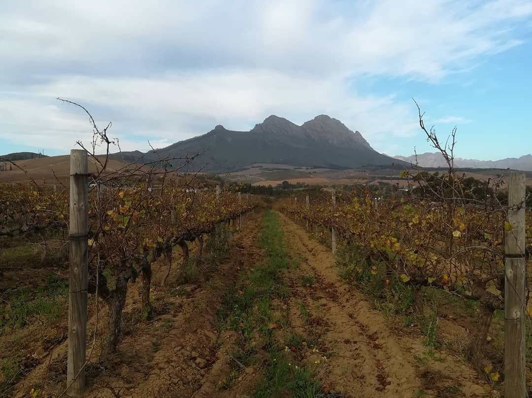 Dirtopia-斯泰伦博斯必去景点