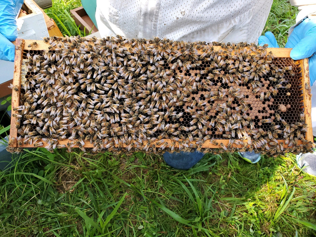 Sweet Betsy Farm-Marion必去景点