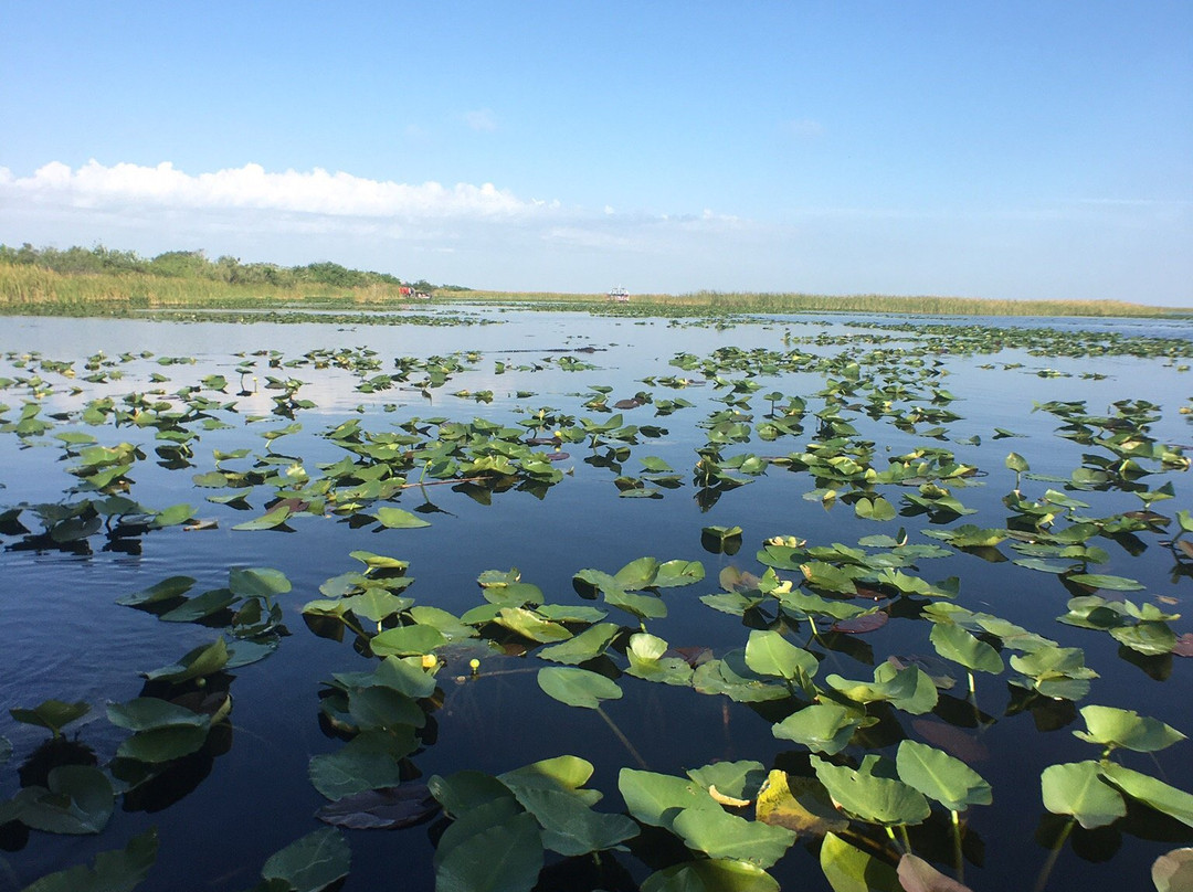 Alligator Tours-哈伦代尔海滩必去景点