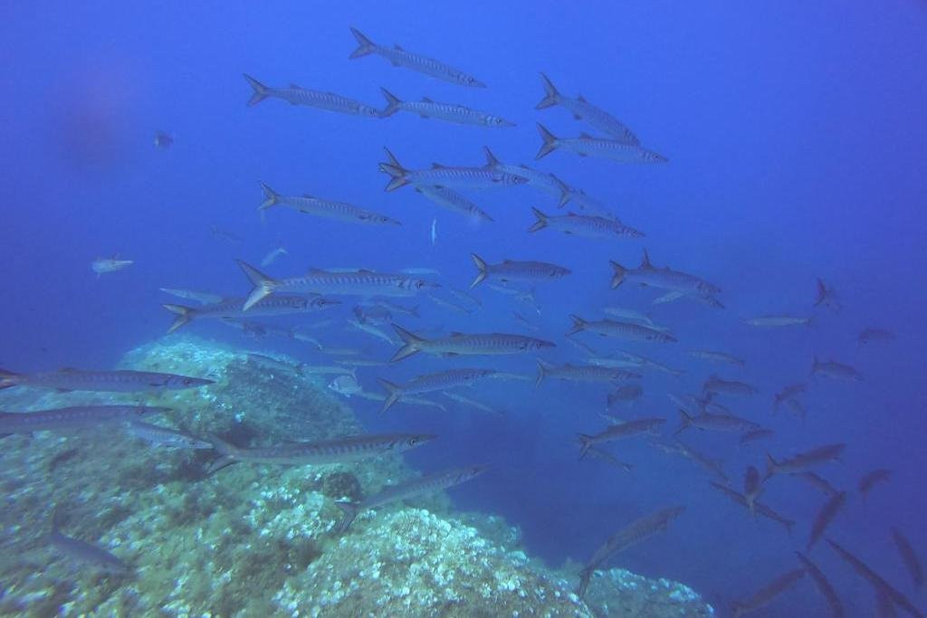 Pollo Diving ASD-Porto Pollo必去景点