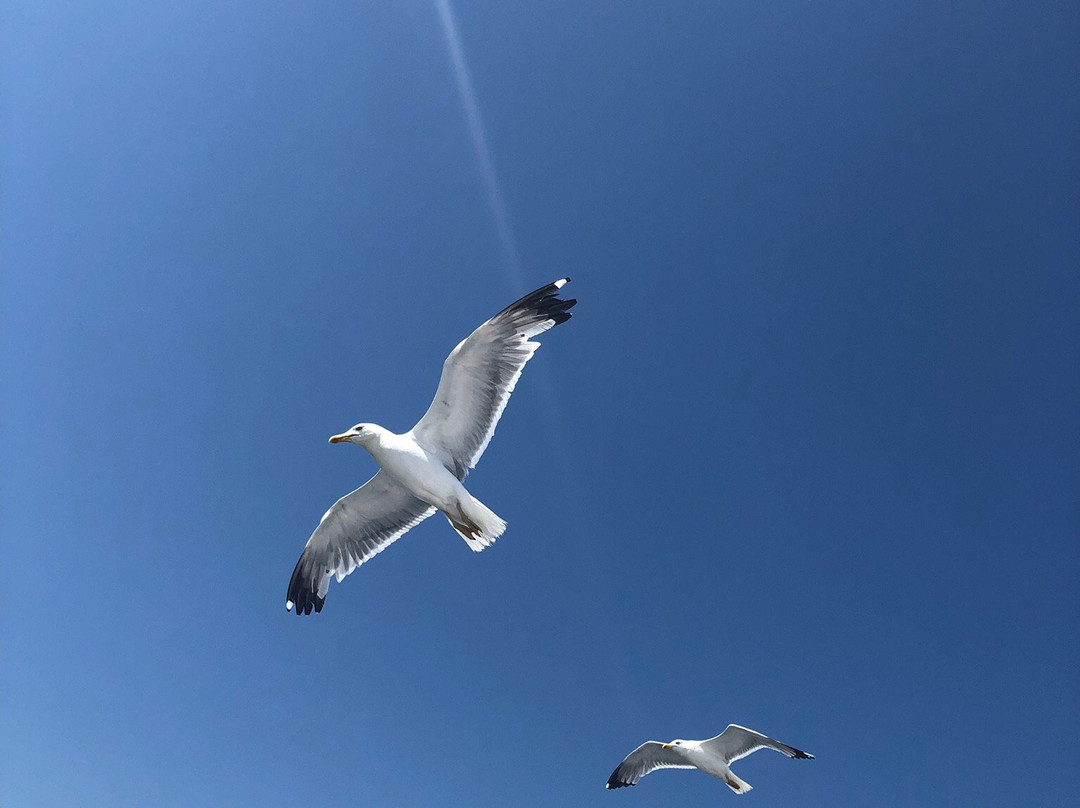 Catamaran Port Grusan-Gruissan必去景点