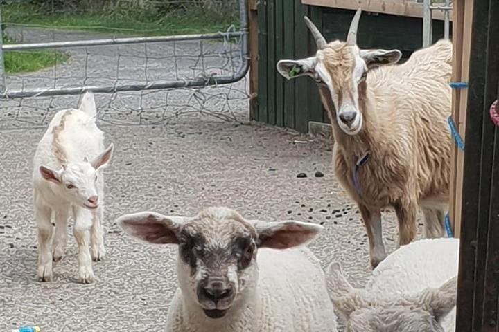 Fermanagh Fun Farm景点图片