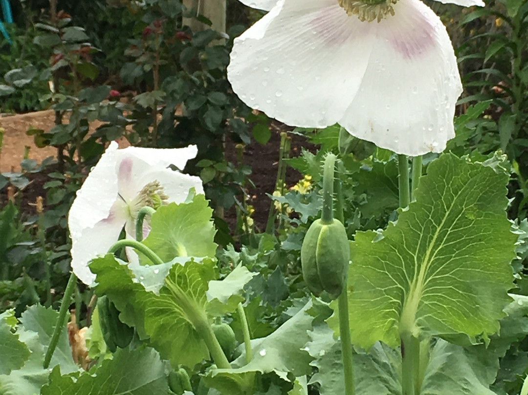 Lambley Gardens & Nursery-Ascot必去景点