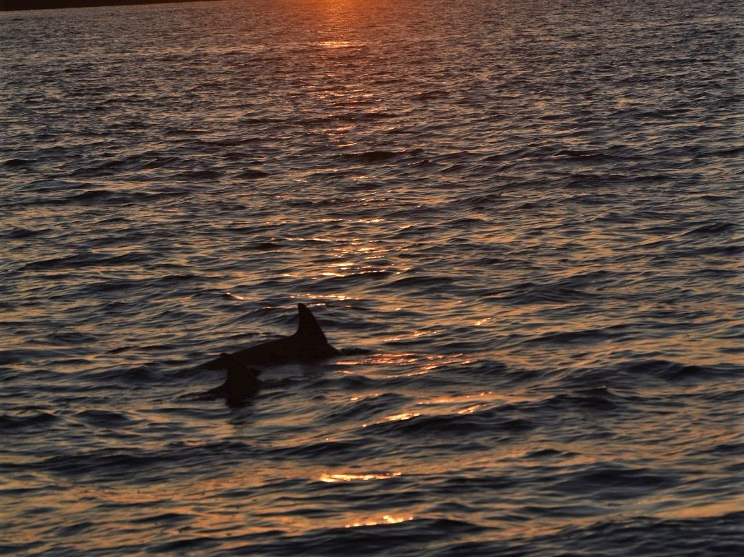 Odyssey Cruises-塔彭斯普林斯必去景点