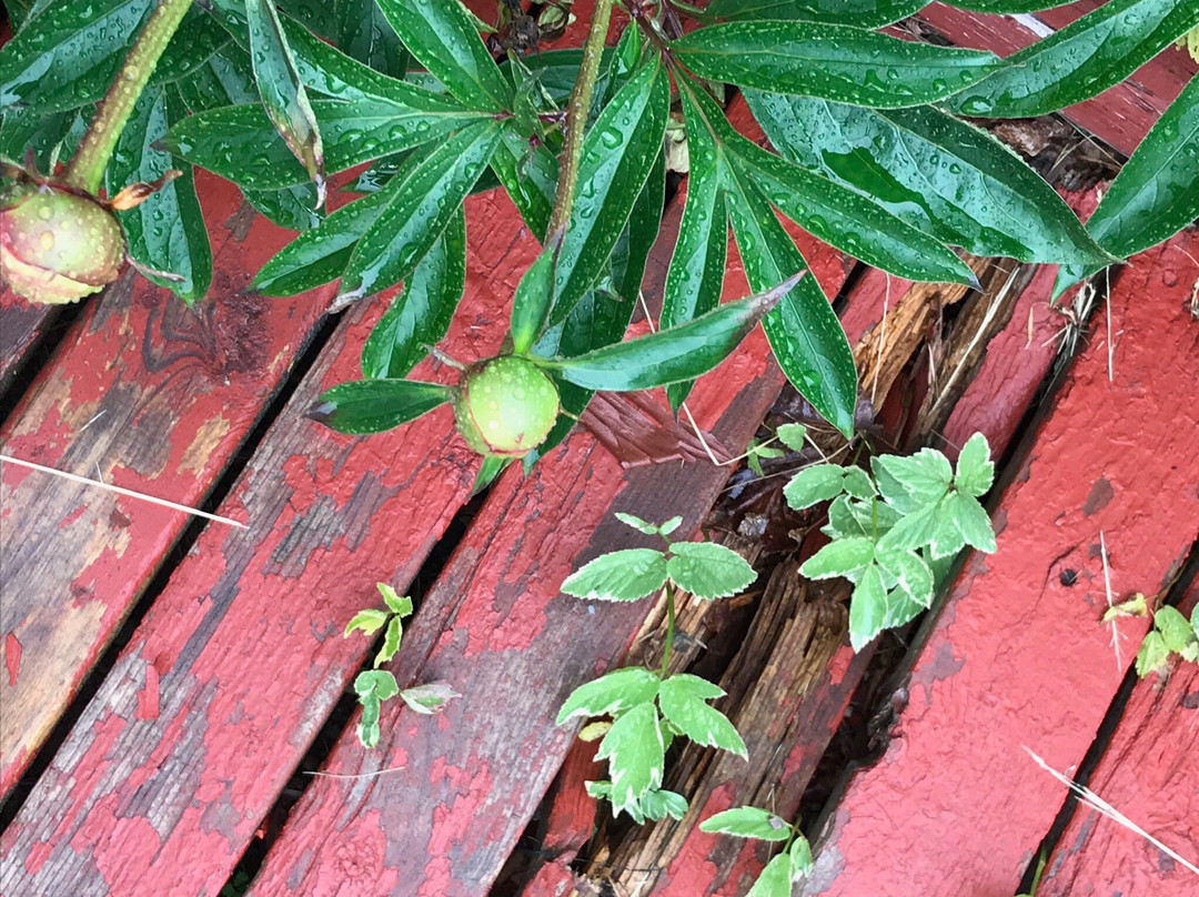 Hopewell Rocks Motel and Country Inn主图