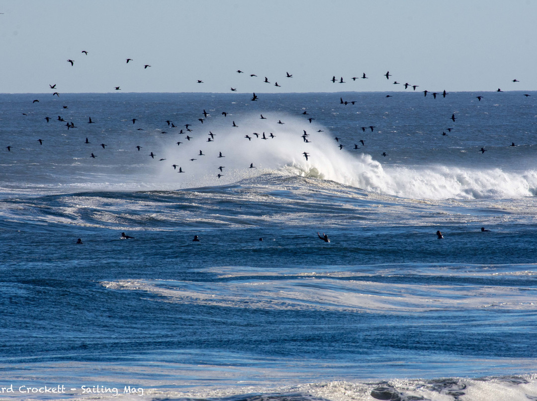 Mussel Cracker主图