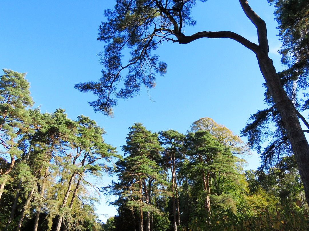 Westonbirt Arboretum-泰特伯里必去景点
