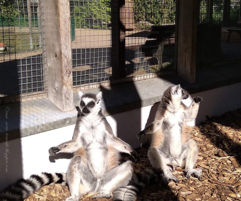 Tierpark Petermoor Bassum景点图片