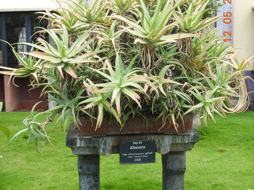 Kishkindha Molika Bonsai Garden景点图片
