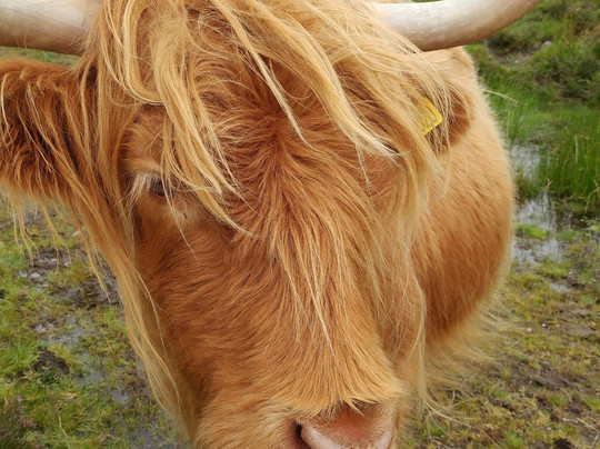 Inverness Whisky Tours-因弗内斯必去景点