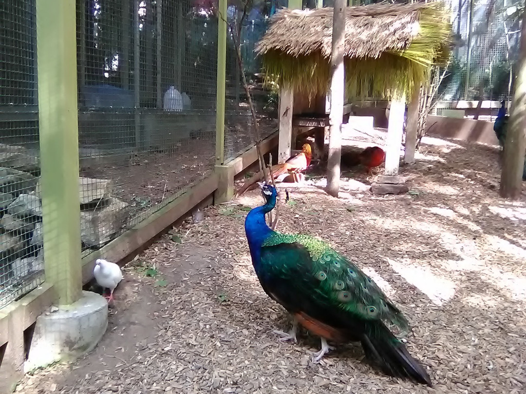 Parrot Mountain & Gardens-皮金福奇必去景点