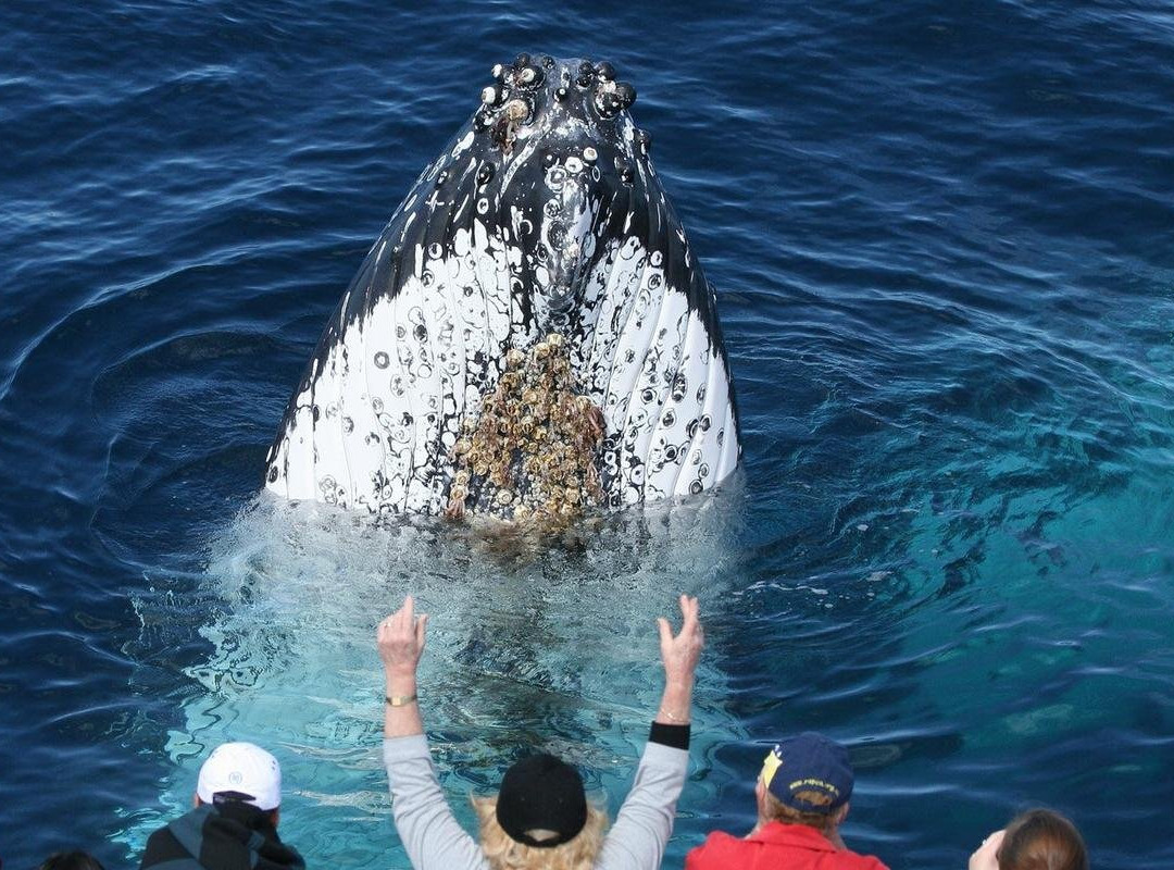 Cronulla Whale Watching景点图片