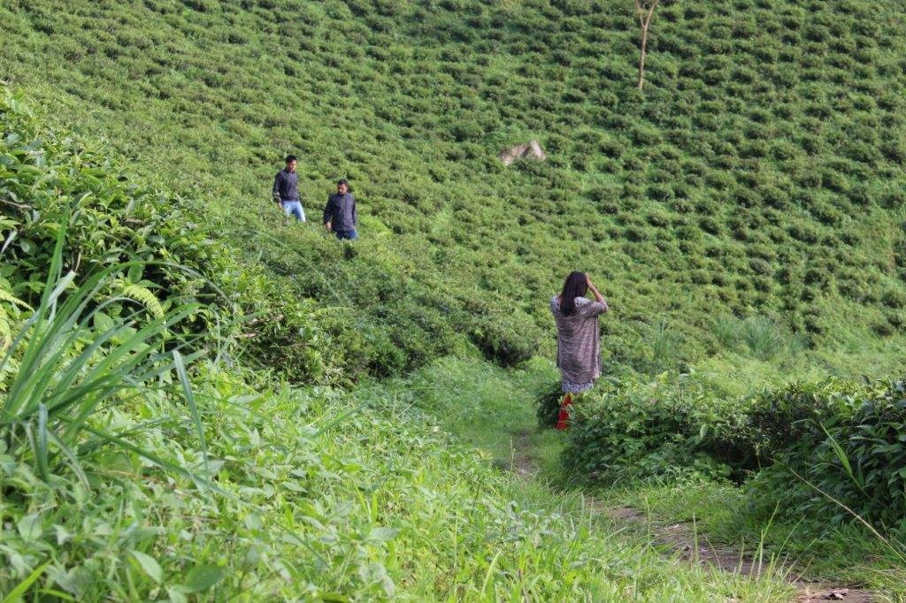 Tea Garden景点图片
