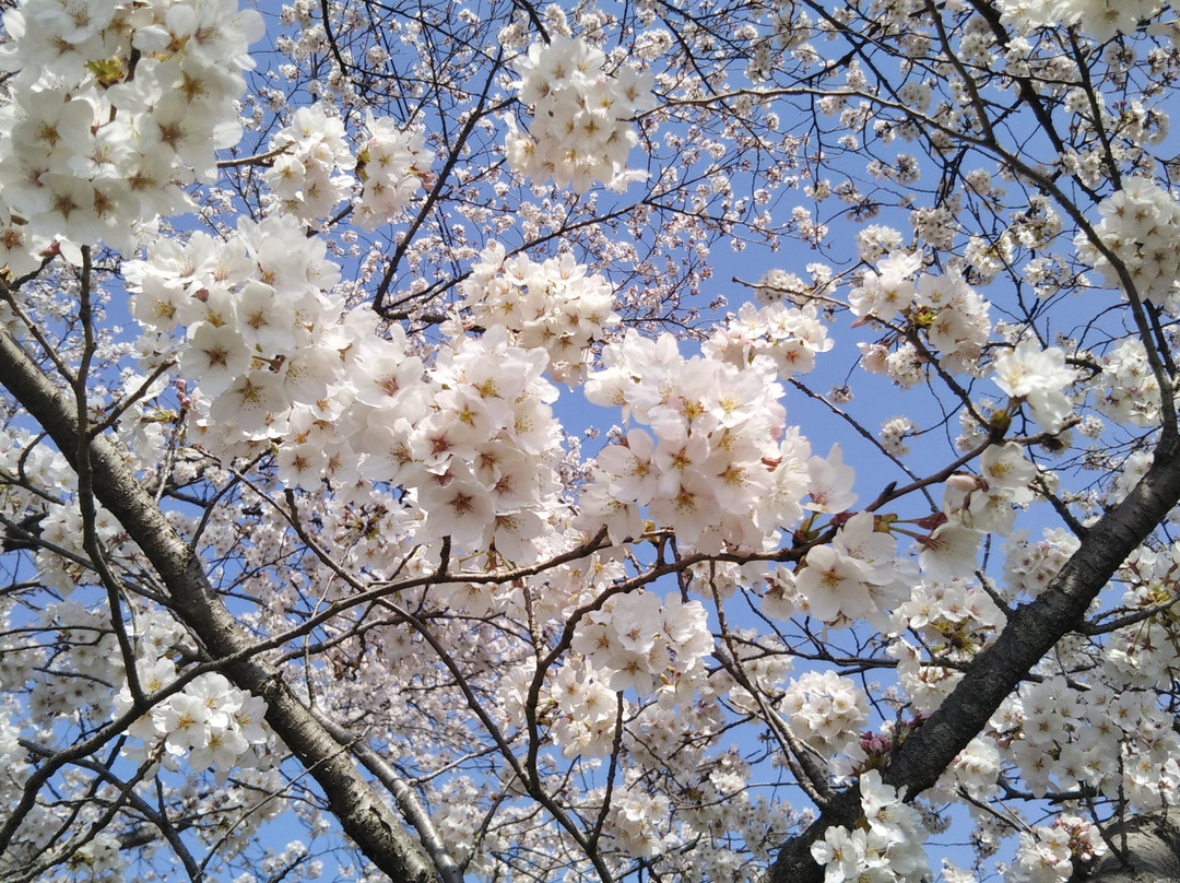 Tokigawa Sakuratsutsumi-岚山町必去景点