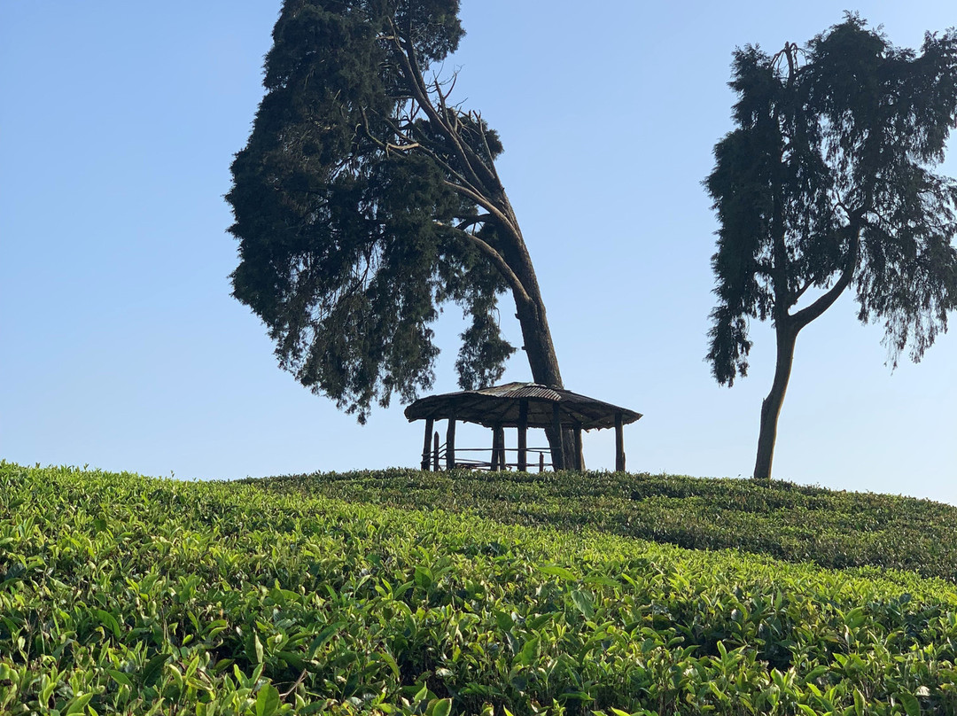 Professional & Well Priced Taxi Service-Demodara必去景点