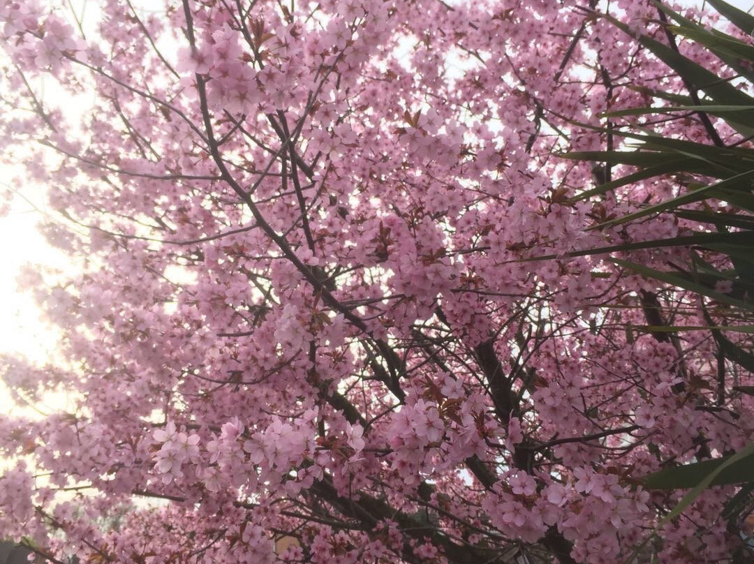 Daresbury旅游景点-Moore Nature Reserve