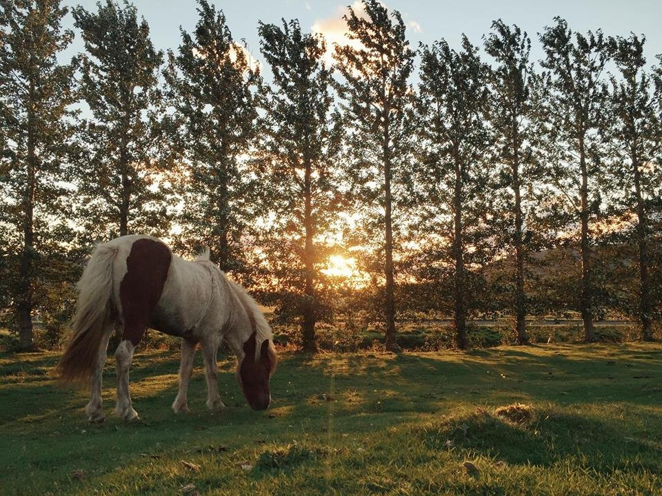 Hradastadir Horse Riding & Farm景点图片
